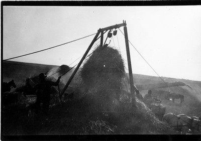 Wheat - Harvesting