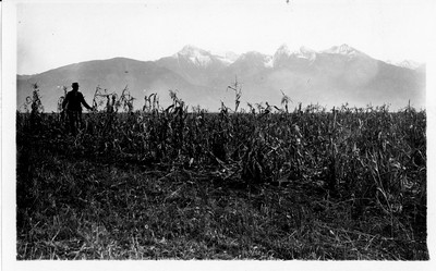 Corn Field