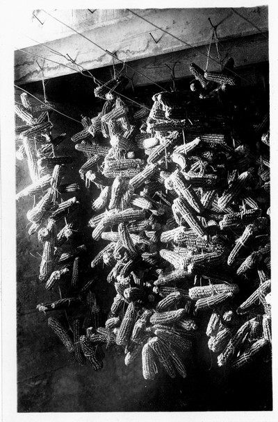Corn Seed