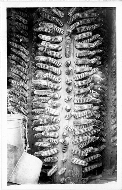 Corn Seed