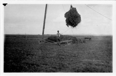 Alfalfa Stacking
