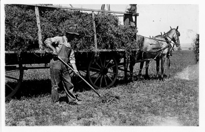 Alfalfa