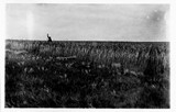Wheat Field