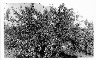 Apple Trees