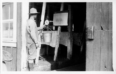 Cattle Testing