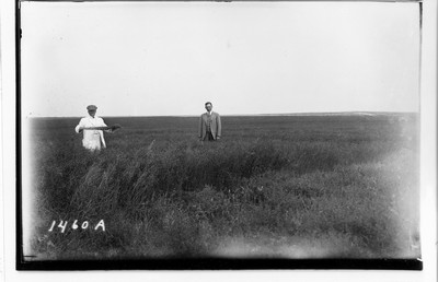 Flax Field