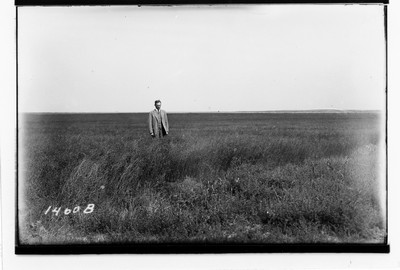 Flax Field