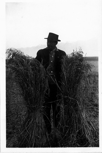 Sudan Grass