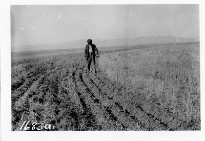 Disk Furrow Drill