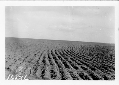 Disk Furrow Drill