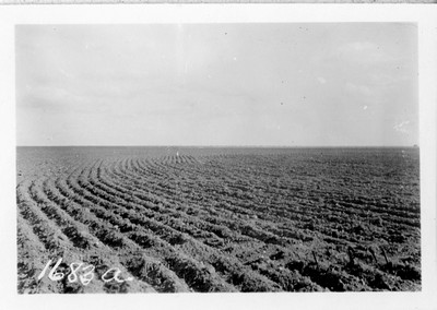 Disk Furrow Drill