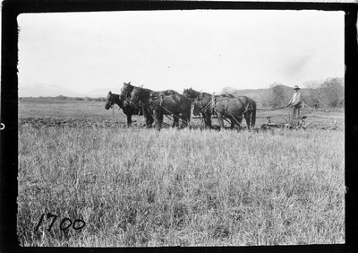 Plowing - Six Horse Team
