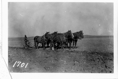 Plowing - Six Horse Team