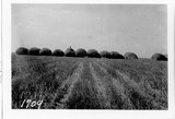 Header Barge - Grain Stacks