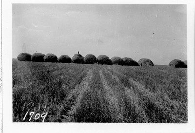 Header Barge - Grain Stacks
