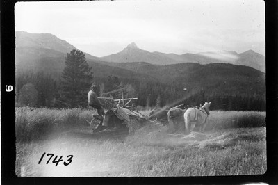 Oats - Harvesting