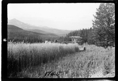 Oats - Harvesting
