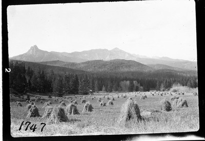 Oat Field