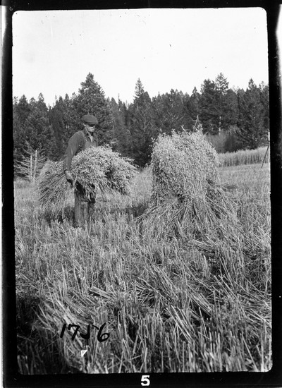 Shocked Wheat