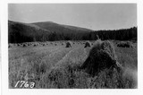 Oat Field