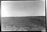 Grasshopper Damage