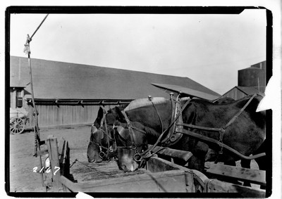 Big Teams - Washington Wheat Farming