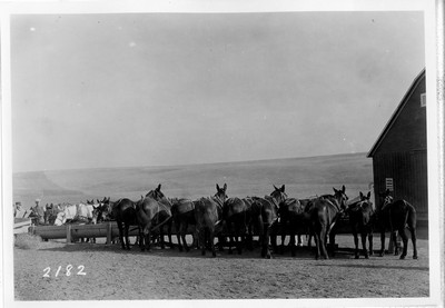 Big Teams - Washington Wheat Farming