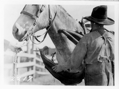 Short Cuts in Harnessing