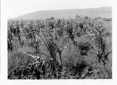 Corn Field