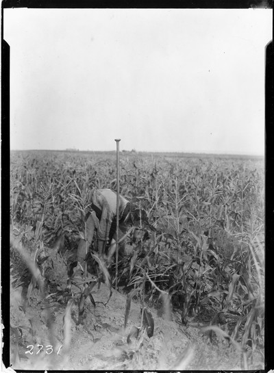 Rosebud Farm - Corn