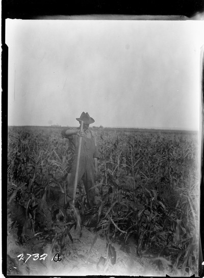 Rosebud Farm - Corn