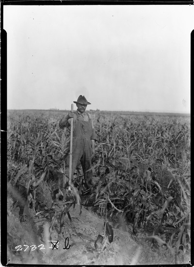 Rosebud Farm - Corn