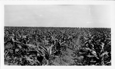 Corn Field