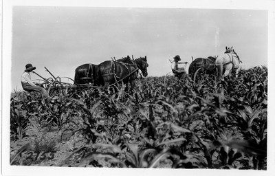 Corn - Cultivating