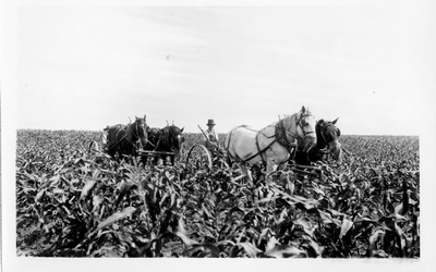 Corn - Cultivating