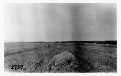 Grain - Harvesting