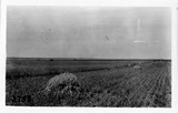 Grain - Harvesting