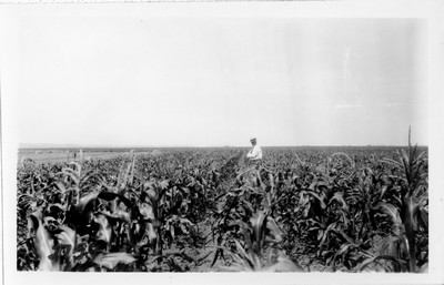 Corn Field