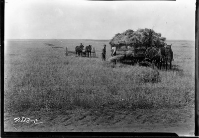 Snitzler Farm - Wheat Harvesting