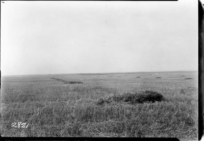 Snitzler Farm - Wheat Harvesting
