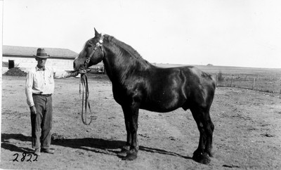 Davis Farm - Stallion