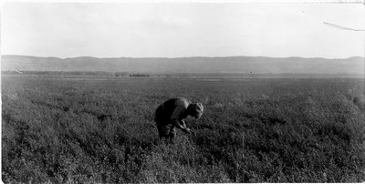 Wiota Farm - Alfalfa
