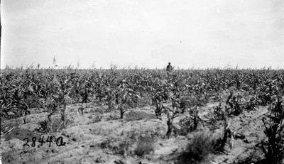 Rosebud Farm - Corn