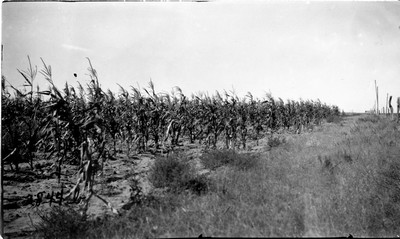 Rosebud Farm - Corn