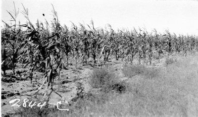 Rosebud Farm - Corn