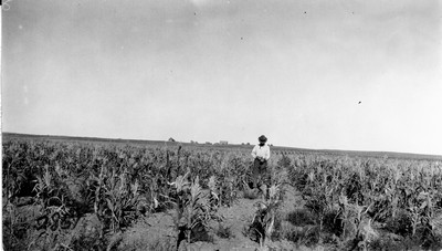 Rosebud Farm - Corn