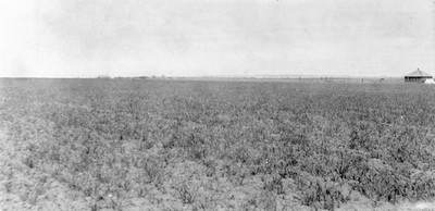 Rosebud Farm