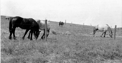 Rosebud Farm - Horses