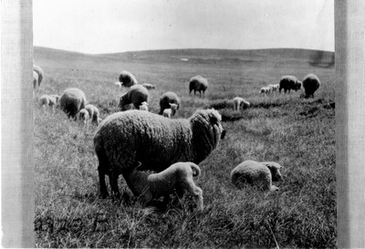 Richland Farm - Sheep