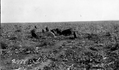 Rosebud Farm - Machinery